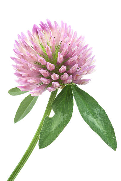 Red Clover Blossom 30g